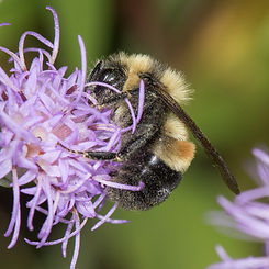 BombusAffinisMaleLiatris-2.jpg