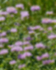 Monarda.jpg