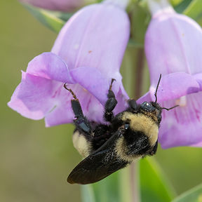 BombusAuriPenstemon_edited.jpg