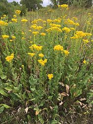 Solidago-2.jpg