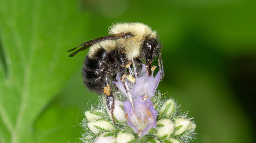 Bombus bimaculatus female