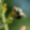 BombusFigwort.jpg