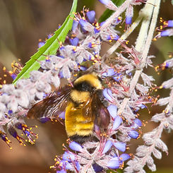 BombusBorealisAmorpha.jpg