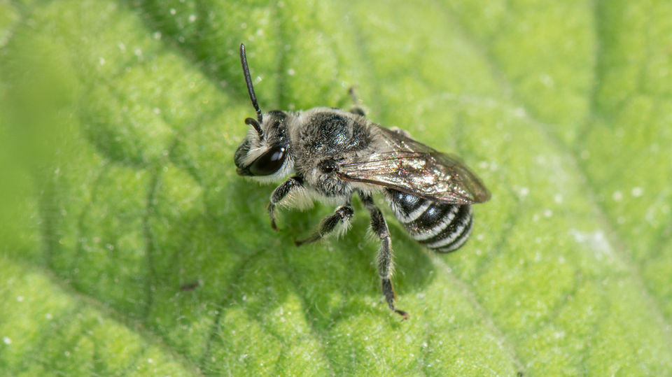 Colletes latitarsis