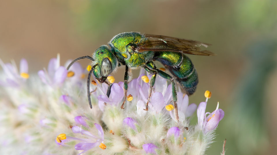 Augochloropsis humeralis male