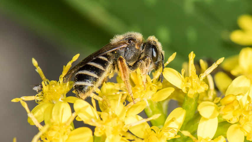 Halictus rubicundus female