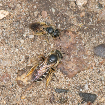 Halictus rubicundus females imbibe fluid from urine-soaked soil.