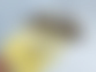 A Colletes inaequalis female and male mate on willow flowers.