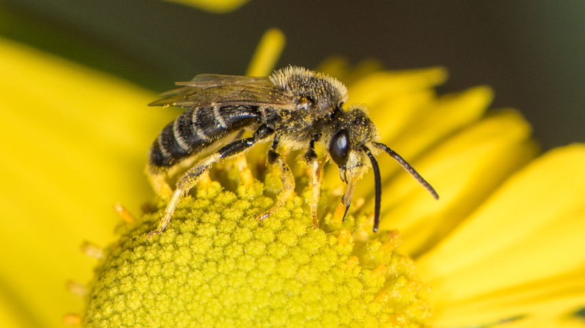 Halictus ligatus male