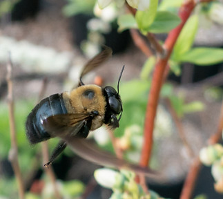 BEE  Xylocopa | Minnesota Native Bees