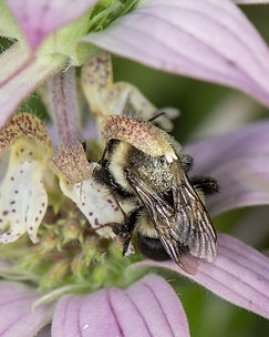 BombusMonardaPunctata.jpg