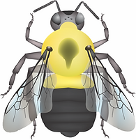 Bombus impatiens female