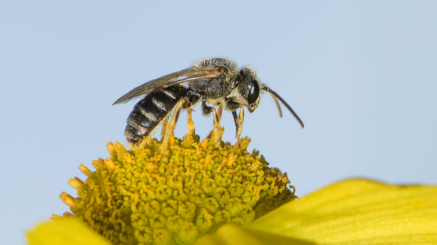 Halictus ligatus male