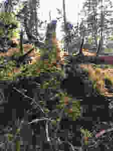 A picture of a stump covered in moss near our cabin land