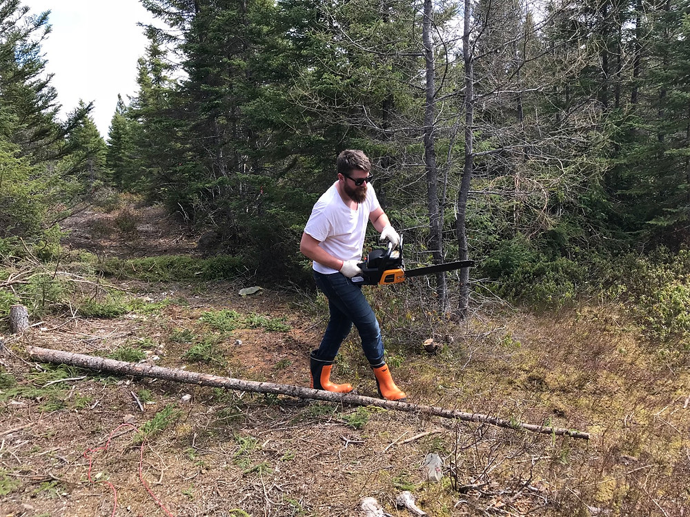 A Man uses a chainsaw to cut down a tree