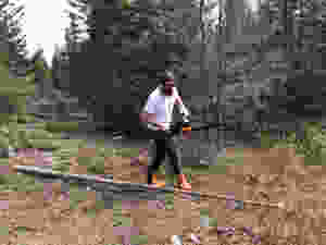 A Man uses a chainsaw to cut down a tree