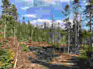 A boggy wooded area on an atv trail