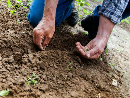 A person's hands planting seeds in the ground.