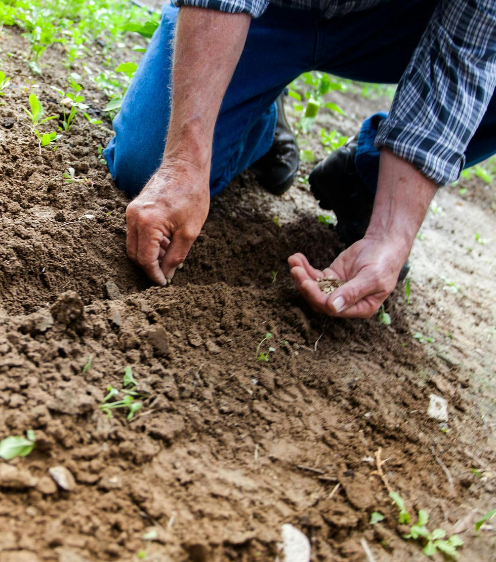 A person's hands planting seeds in the ground.