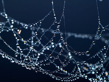 dew on spider in Thailand.jpg