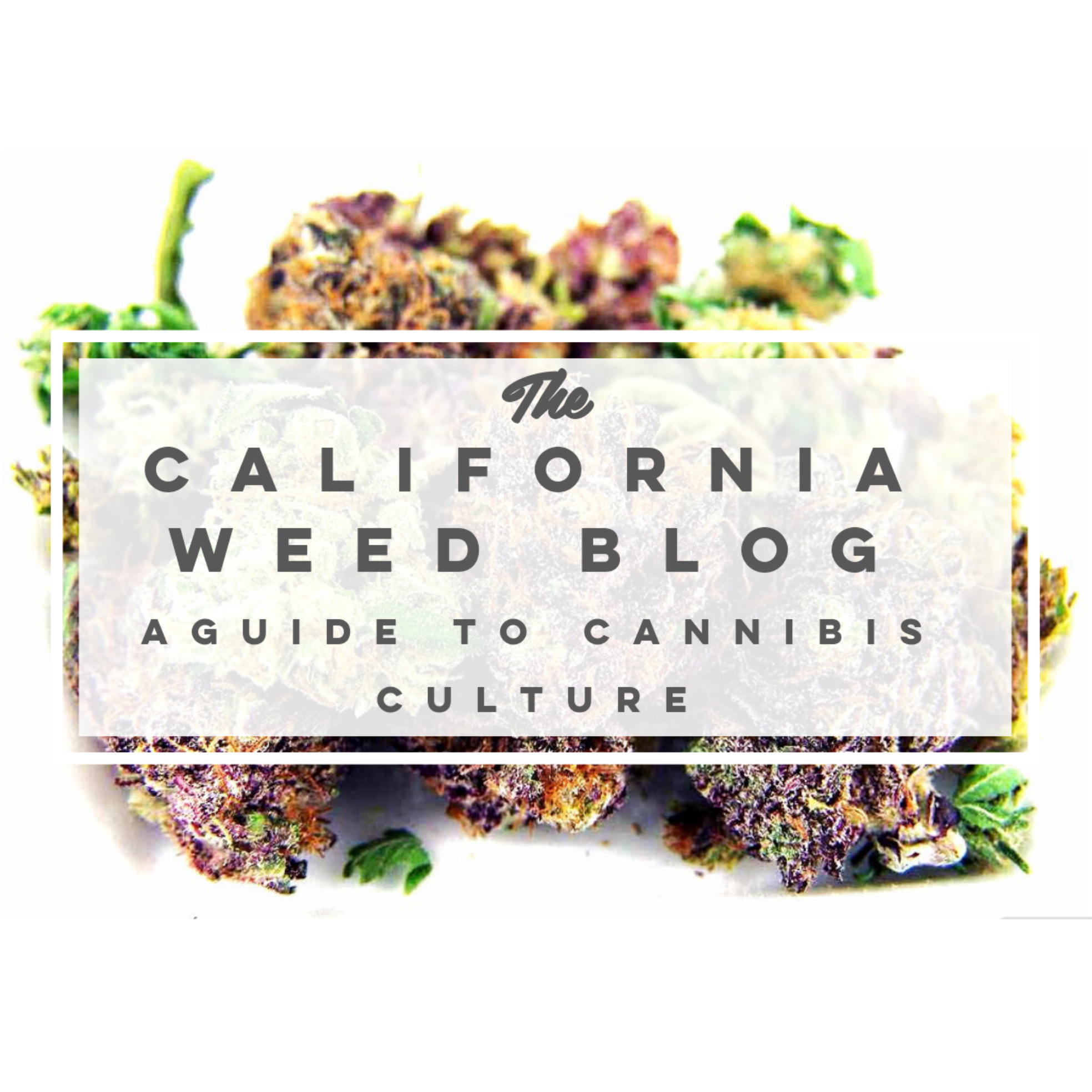 The California Weed Blog The California Weed Blog