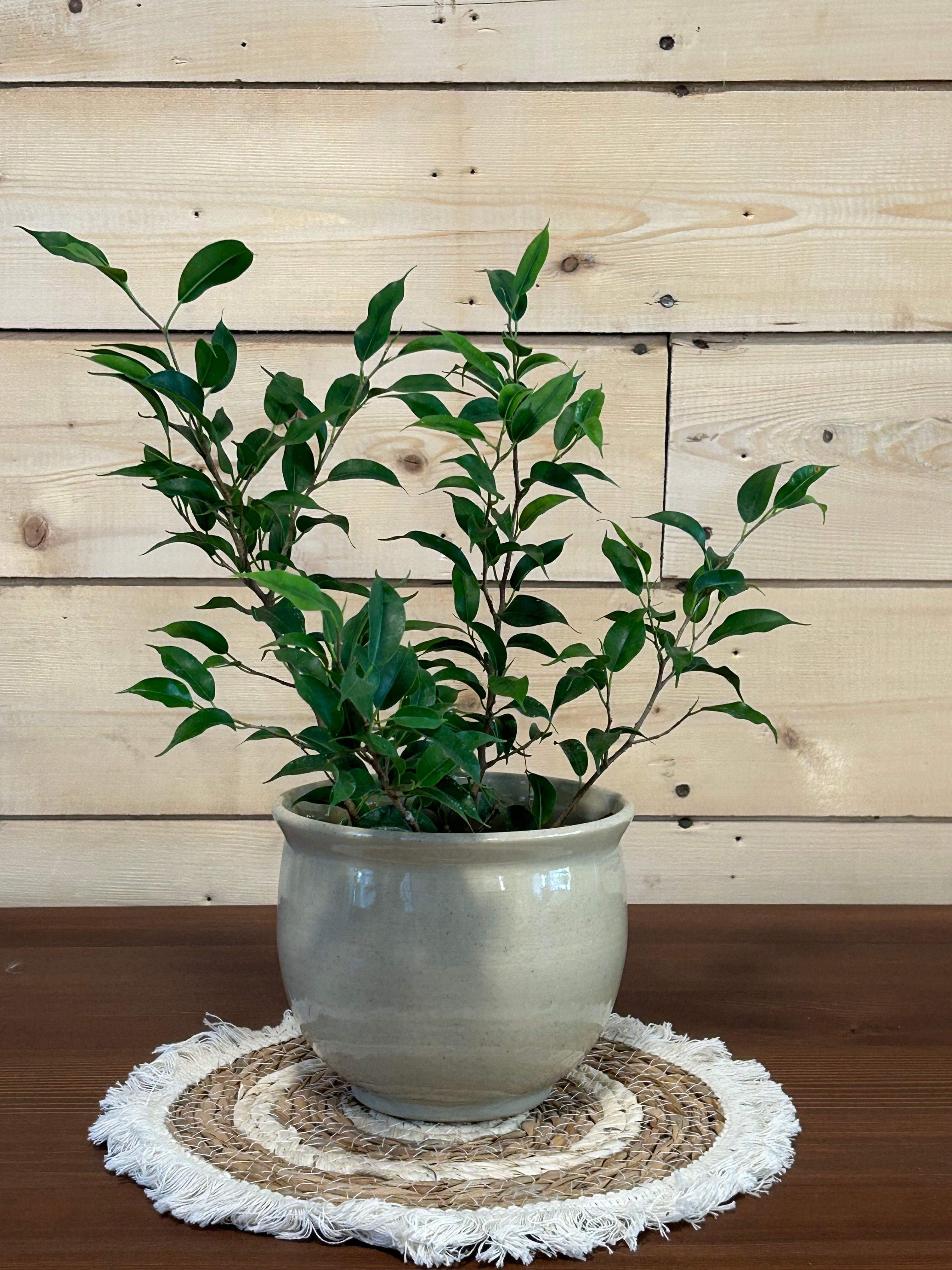 Ficus dans son cache-pot en semi-grès - arrangement naturel