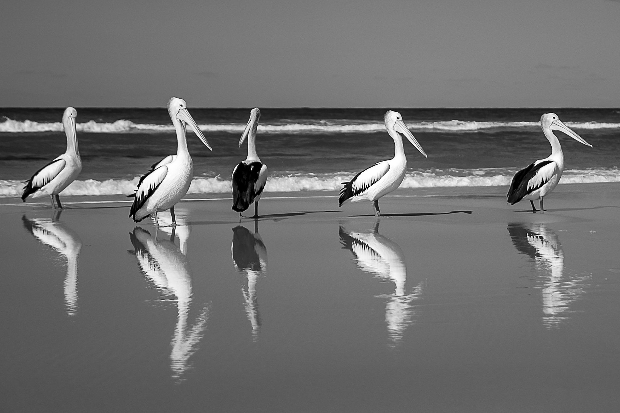 Black & white photo print of 5 pelicans with reflections on beach
