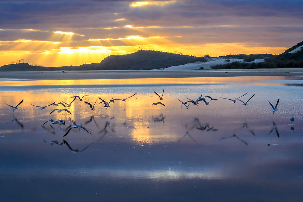 Seagulls flying in magical sunrise on Fraser Island