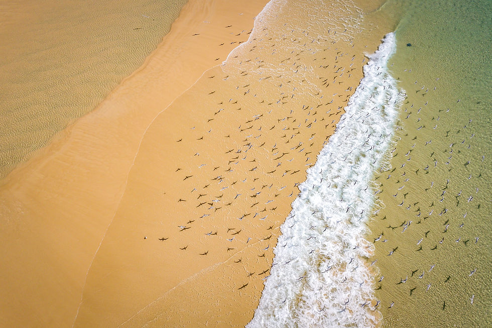 Aerial photo of birds with shadows on beach at K'Gari