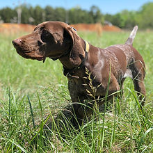 River Roan Kennels German Shorthaired Pointer GSP Dog Training Gundog Upland Obedience Salisbury NC