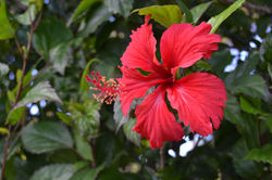 Flores cubano de Marpacifico