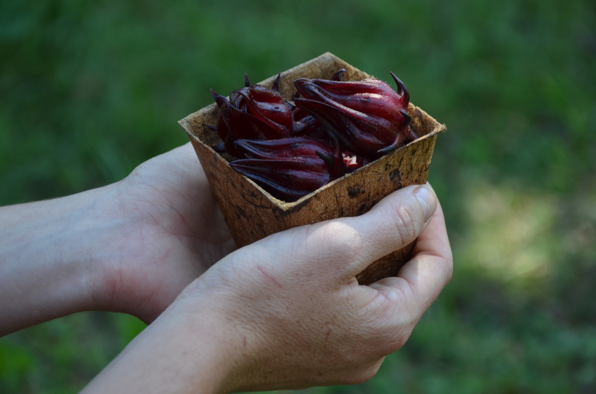 ORDER FRESH FRUIT floridacranberry