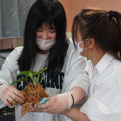 植物療法