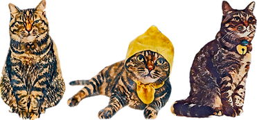 しらす３連.png
