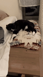 おおはらちゃん1.gif