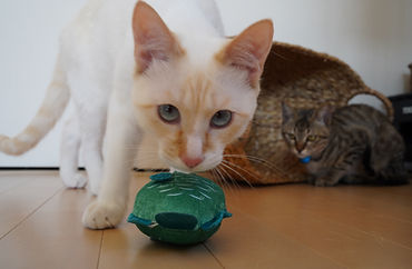 DSC04111.JPG