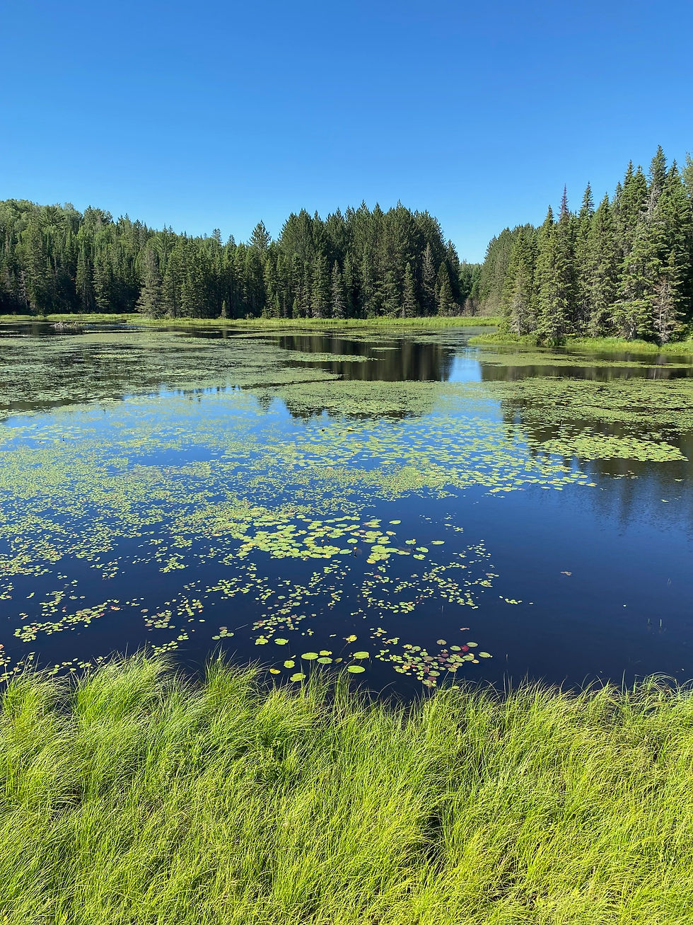A beautiful lake view from the Algonquin Logging Museum Trail.