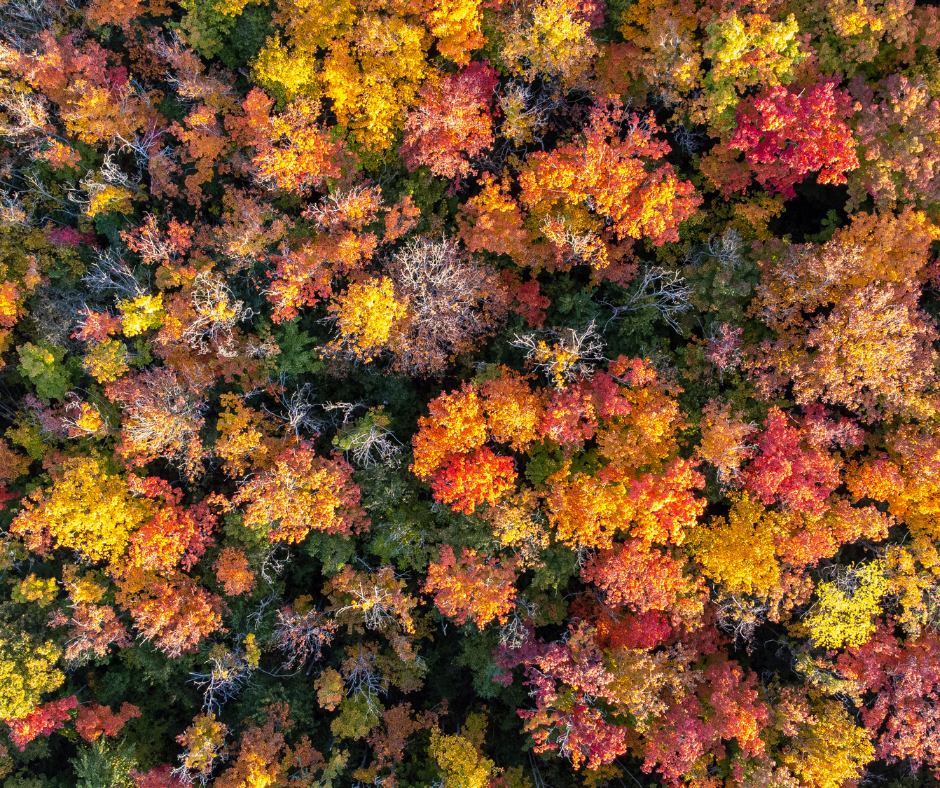 A view of dense trees that are vivid with the colours of fall