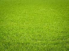 grass.jfif
