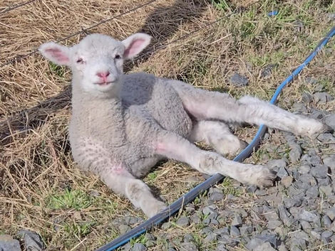 REALLY Sweetpea what are you doing on the driveway laying like that! You be scaring people!!! 🤣🤣🤣🤣🤣🤣🤣🤣🤣🤣