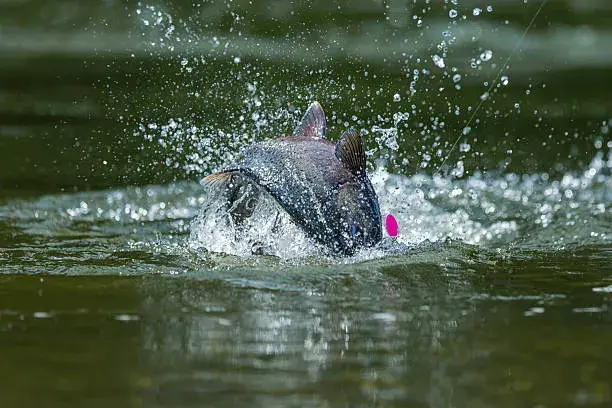 Salmon Fishing Day