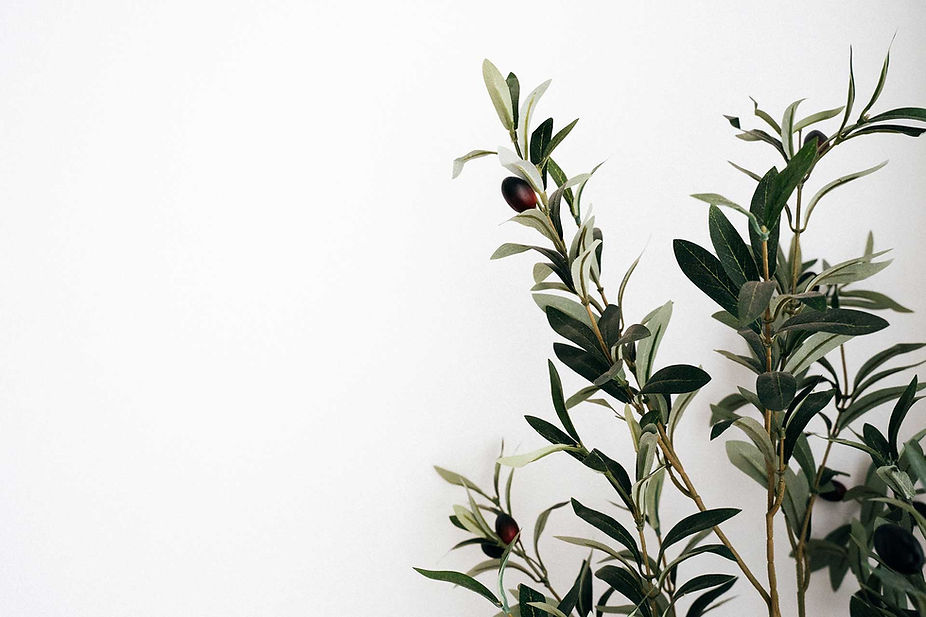 olive-branch-hero_edited.jpg