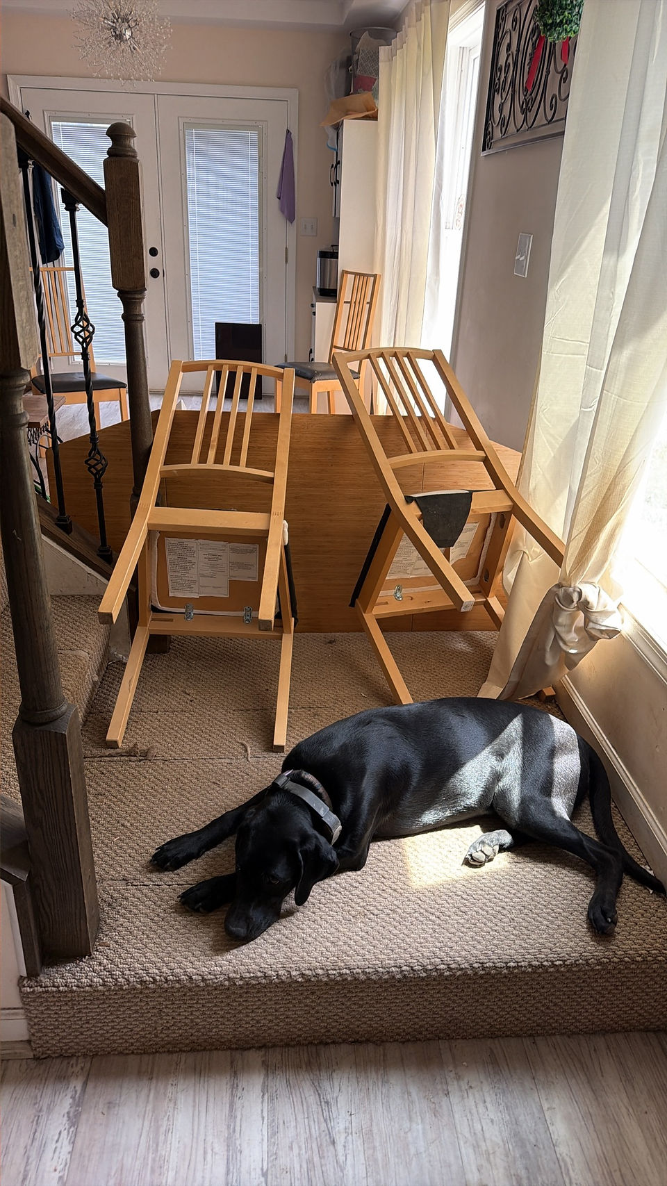 black dog laying on carpet with a table and chairs blocking an entrance.