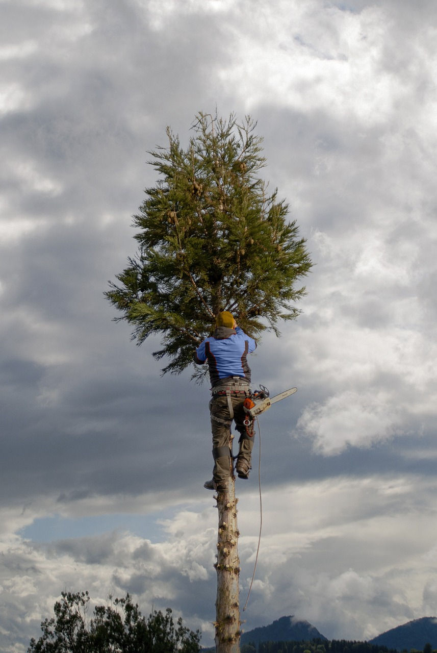 Baumpflege in Berlin durch erfahrenen Arborist