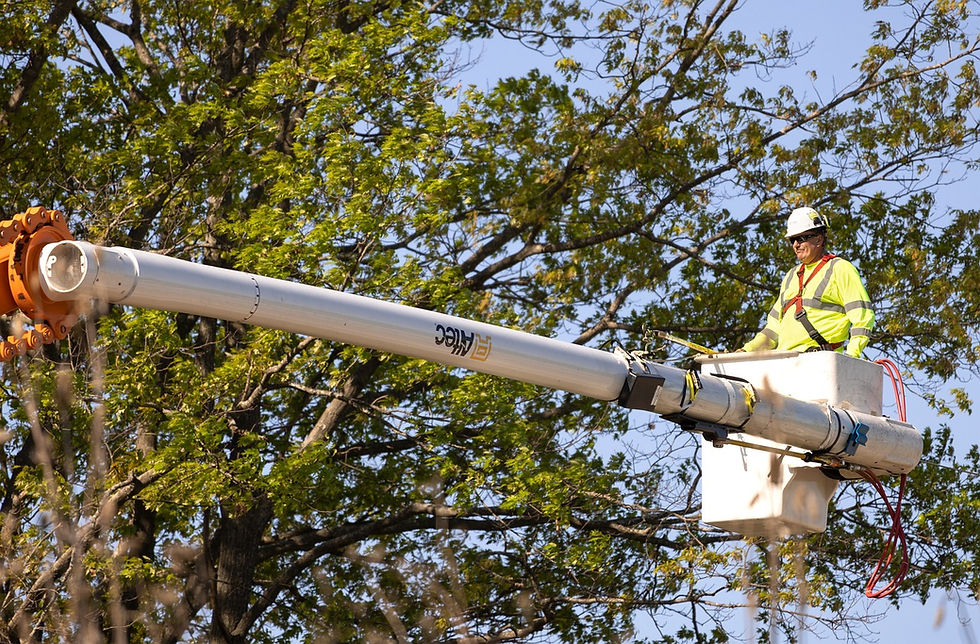 Baumkontrolle Berlin Brandenburg durch professionellen Arborist