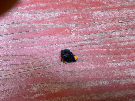 2026年02月22日（日）今日のトラポン