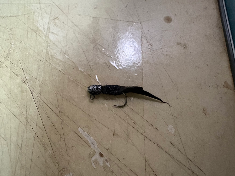 2025年12月21日(日)今日のトラポン