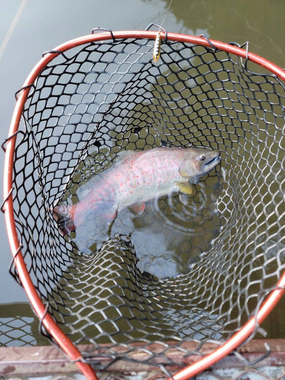 2026年01月03日（土）　今日のトラポン