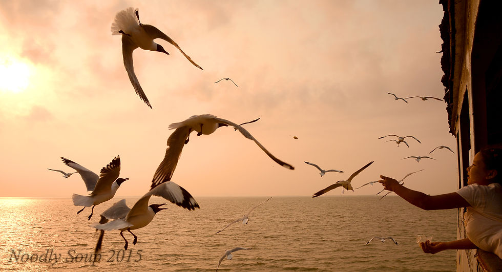 Seagulls (2015)