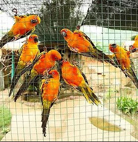 Aviary Mesh